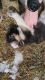 Husky/Bernese Mountain Dog litter