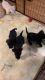 Scottish Terrier puppies ready for Easter.