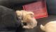 4 maltipoo pups for sale )