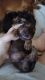 Male and females dachshunds available