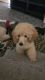 Showcase Poodles Has Puppies Available!