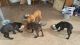 16 weeks old cane corso puppies