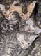 Bengal Kittens brown or silver