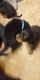 Germaine Rottweiler Puppies available in Bolingbrook,IL