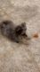 Pomeranian Merle male puppy