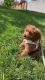 Cockapoo puppy for sell. Breeder is certified and awarded