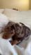 Miniature Dachshund Puppies Available