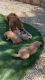 Golden Retriever Puppies - Private Breeder
