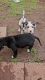 A.k.c. Great Dane puppies