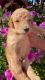 Beautiful goldendoodle puppies available DOB 3-25-24