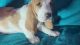 Baby male basset hound